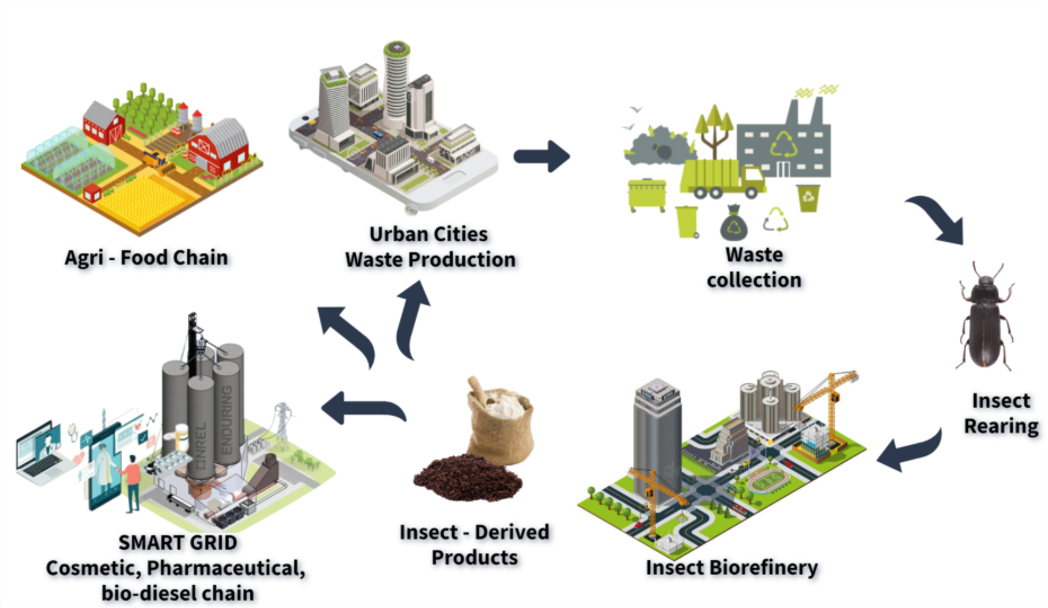 Innovation cycle: biotechnology, circular economy, and industrial scalability